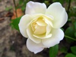 2 Trandafirul Alb Simbolizeaza Puritatea Si Respectul